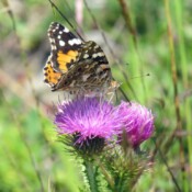 Vanesa cardui foto S Malidzan Vanesa cardui foto S Malidzan