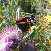 Vanessa atalanta foto S Malidzan Vanessa atalanta foto S Malidzan