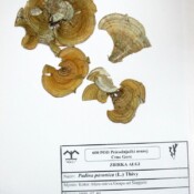 Zbirka algi, jedan herbarski list Zbirka algi, jedan herbarski list