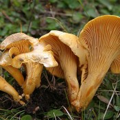 Cantharellus cibarius - lisičarka Cantharellus cibarius - lisičarka