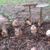 Amanita sp. Amanita sp.