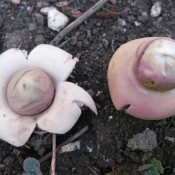 Geastrum fimbriatum Geastrum fimbriatum