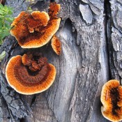 Gloeophyllum sepiarium Gloeophyllum sepiarium