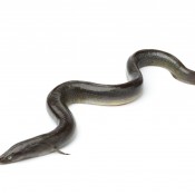 Fresh  European eel on white background