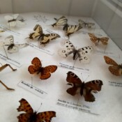 Insektarijum Insektarijum