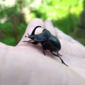 Nosorozac na dlanu foto S Malidzan Nosorozac na dlanu foto S Malidzan