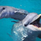 Bottlenose Dolphins - Tursiops Truncatus. HALF MOON JAMAICA
