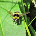 Arctophila-bombiformi Arctophila-bombiformi
