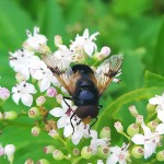 Volucella-pellucens Volucella-pellucens