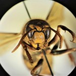 Glava stršljena
Foto: Suzana Malidzan