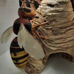 Model stršljena
Foto: Suzana Malidzan