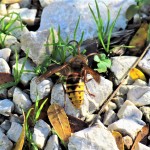 Stršljen
 
Foto : Suzana Malidzan