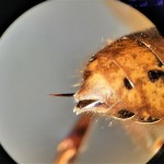 Žaoka stršljena  
   
Foto: Suzana Malidzan