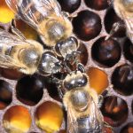 Razmjena-hrane-među-pčelama